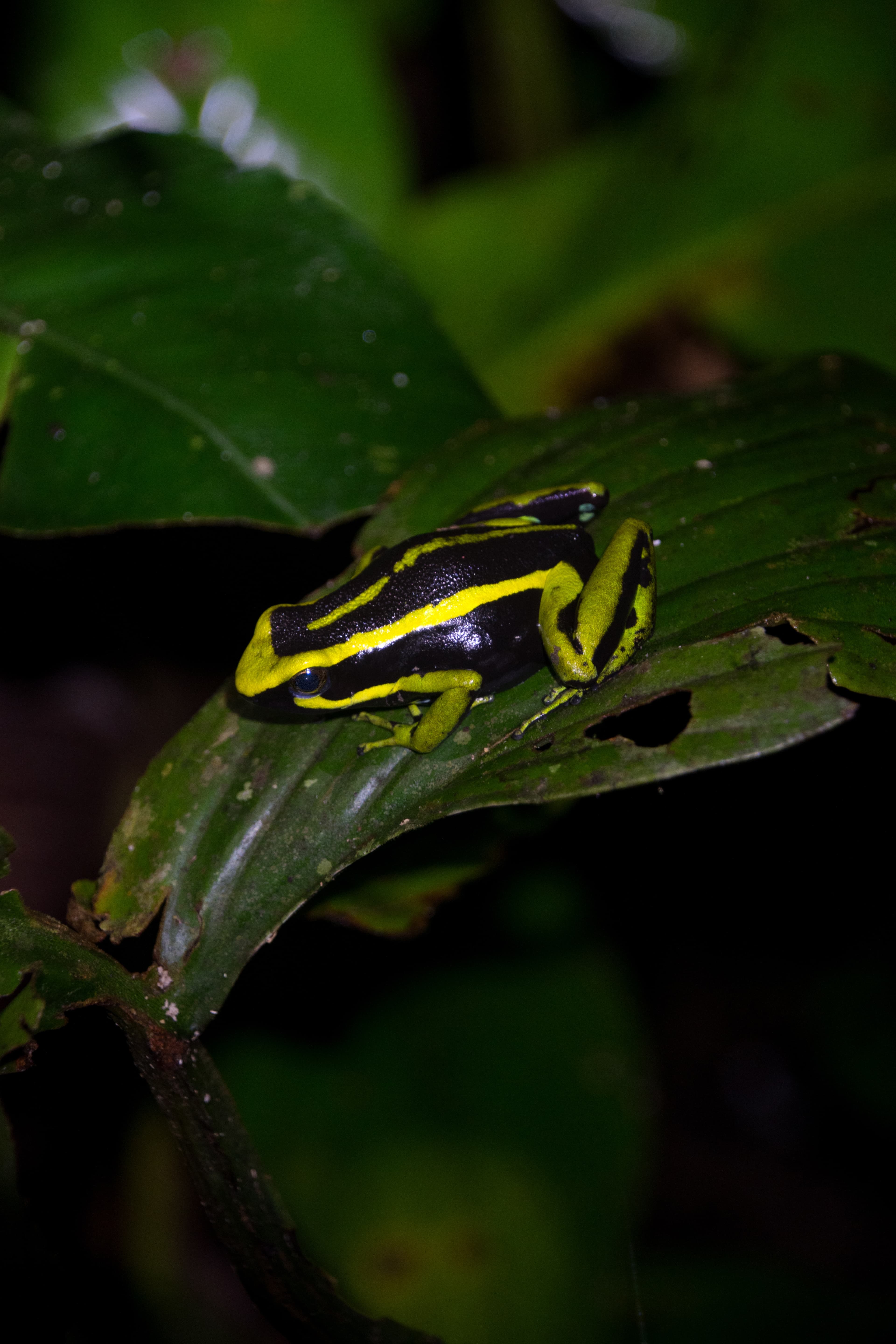 Rana venenosa Ameerega