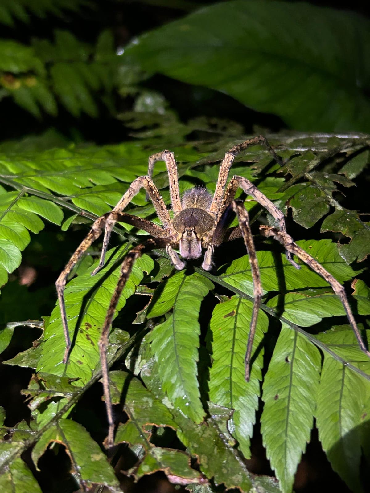 Araña cazadora