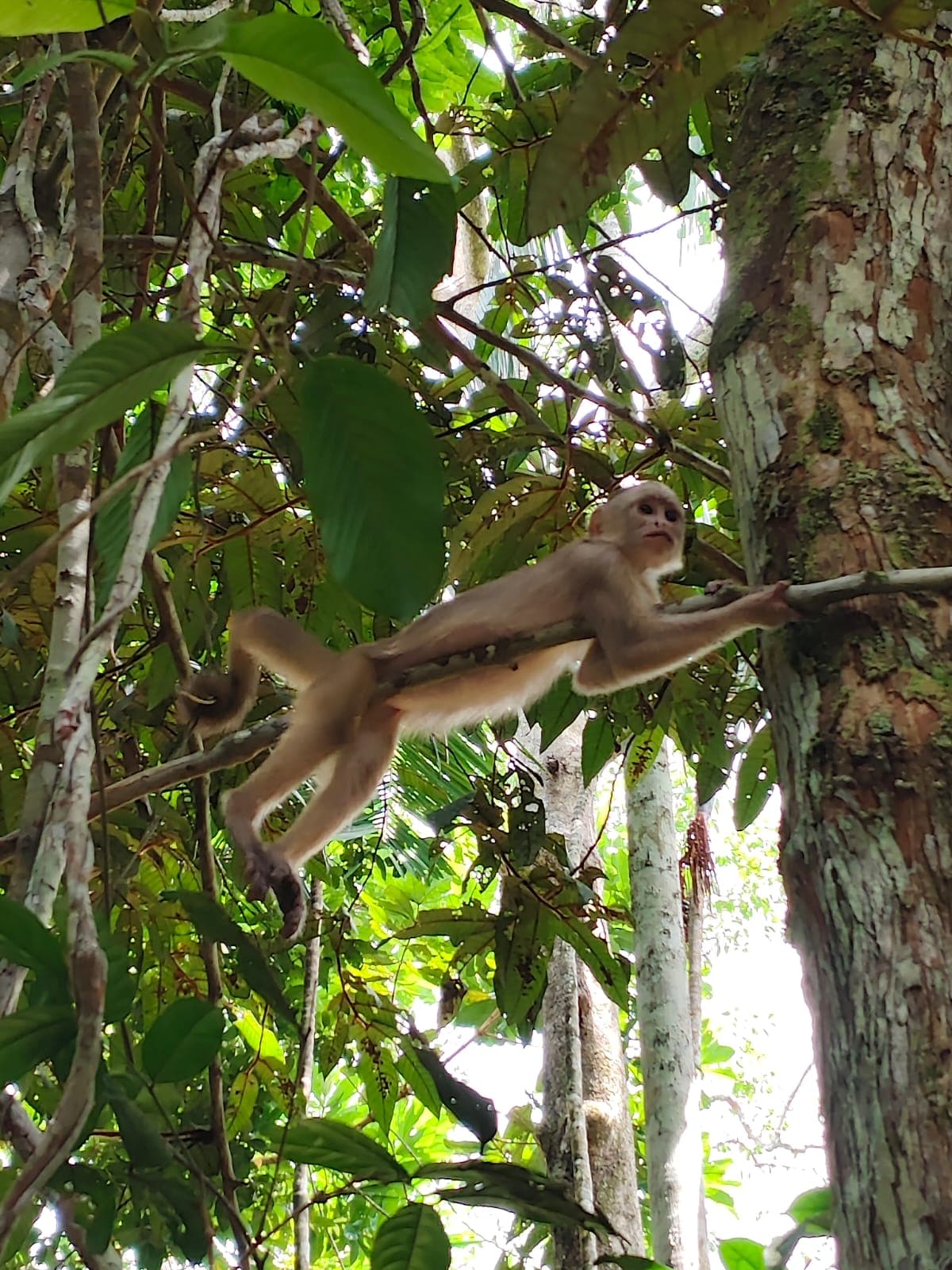 Mono capuchino de frente blanca