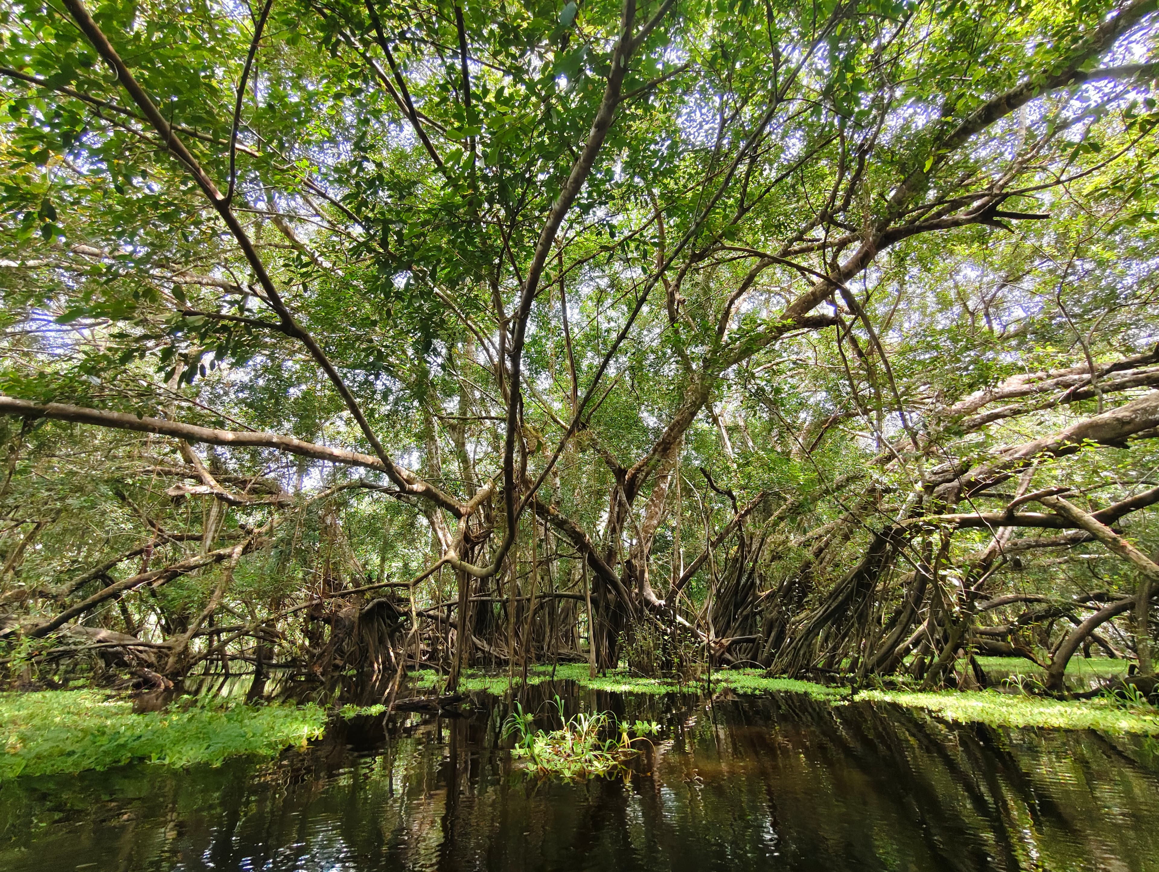 Renaco Jungla Amazonica
