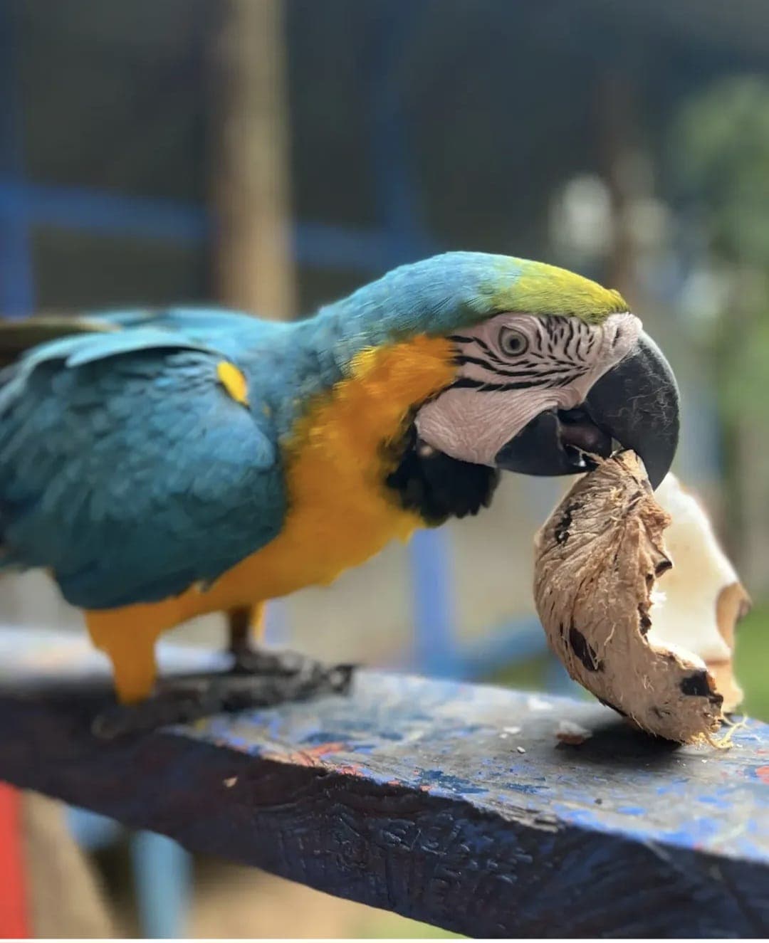 avistamiento de aves en puerto Nariño: una experiencia única en el amazonas