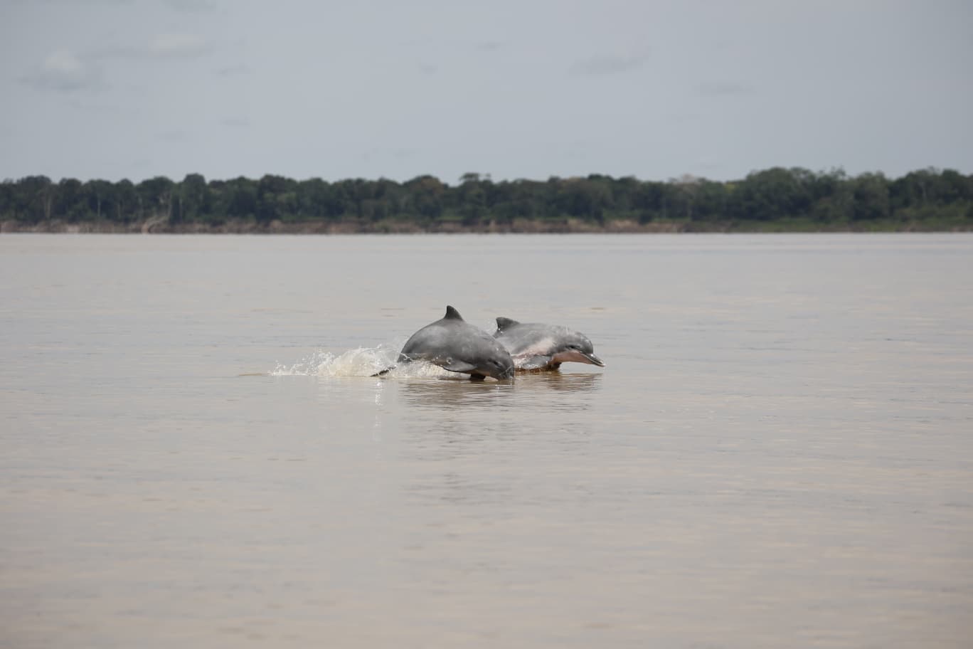 Delfín gris del Amazonas: el mágico habitante de los ríos colombianos