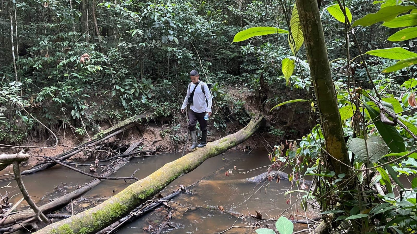 Selva Alta y Primaria del Amazonas: el corazón vivo de Puerto Nariño