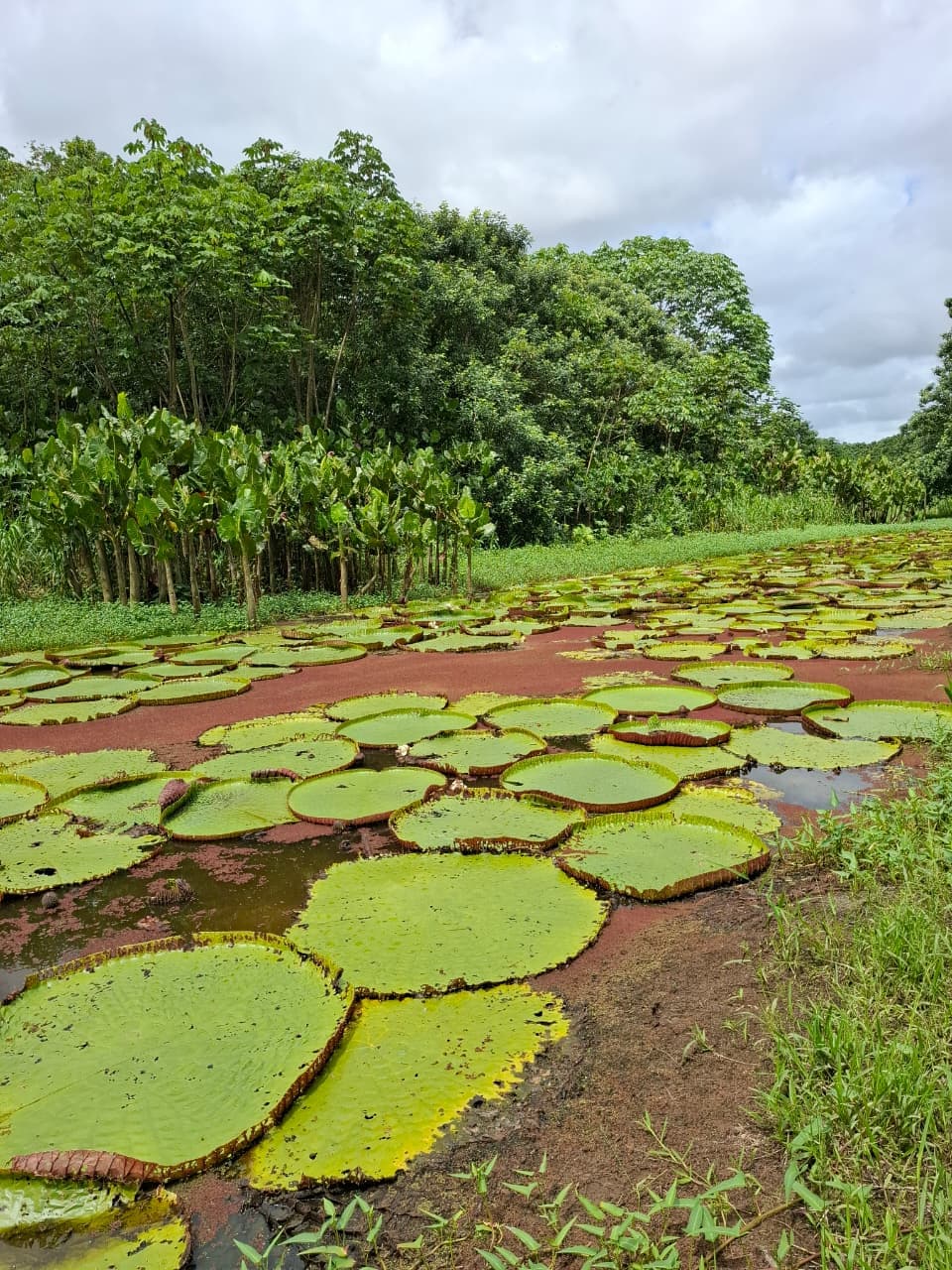 La Flor de Loto amazonica: Belleza, significado y donde verla